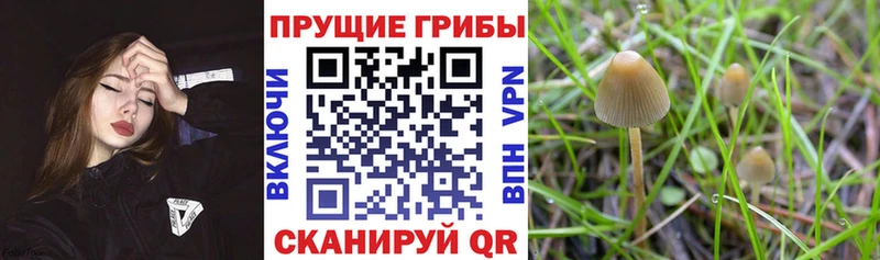 Галлюциногенные грибы Psilocybine cubensis  Купить  Нерюнгри 